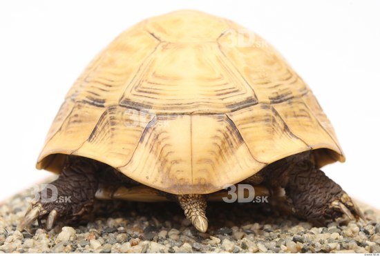 Turtles Animal photo references