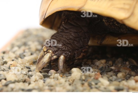 Turtles Animal photo references