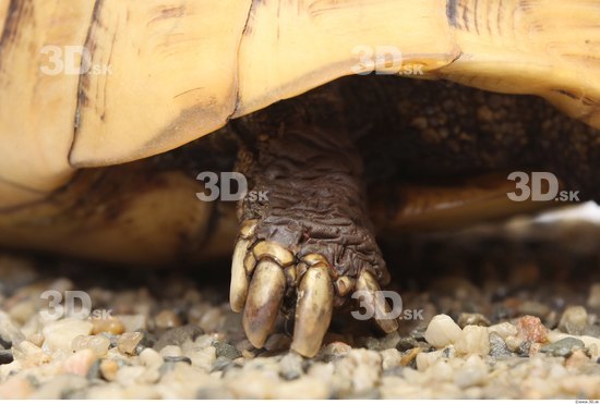 Turtles Animal photo references