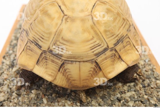 Turtles Animal photo references