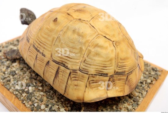 Turtles Animal photo references