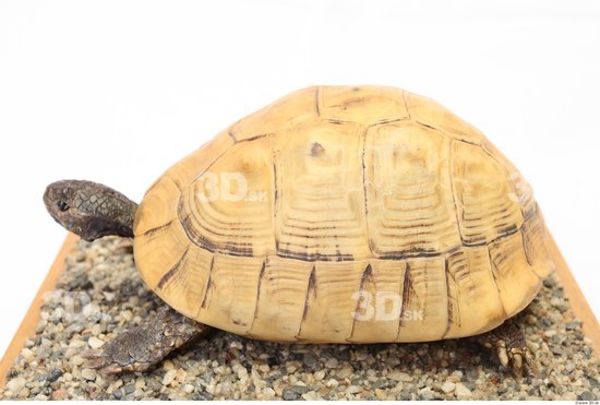 Turtles Animal photo references