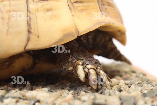 Turtles Animal photo references