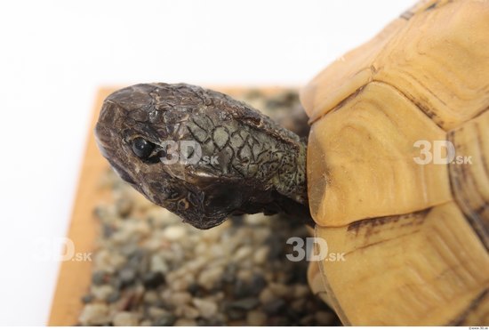 Turtles Animal photo references