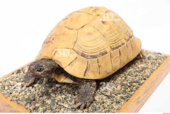 Turtles Animal photo references