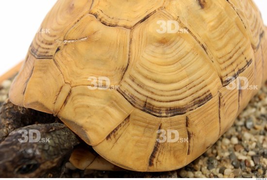 Turtles Animal photo references