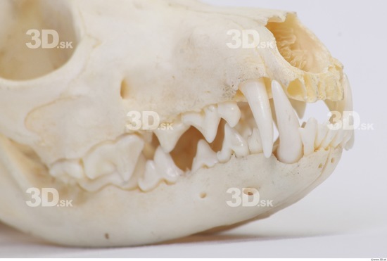 Badger Animal photo references