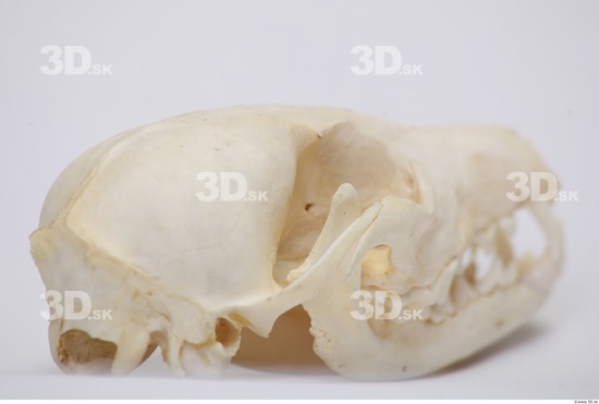 Badger Animal photo references