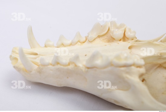 Badger Animal photo references