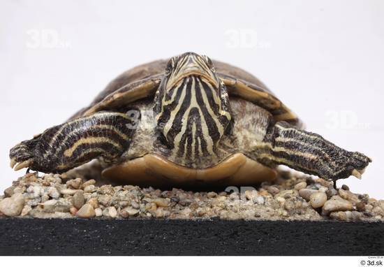 Turtles Animal photo references