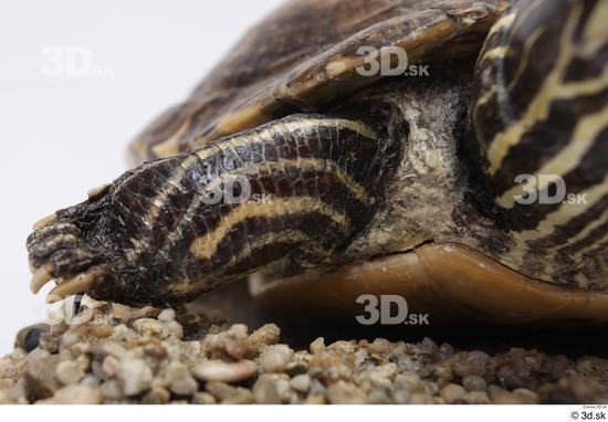 Turtles Animal photo references