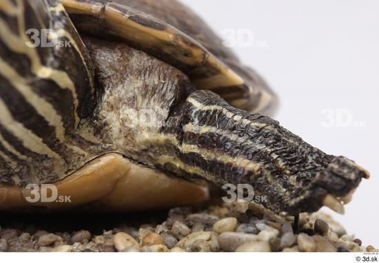 Turtles Animal photo references