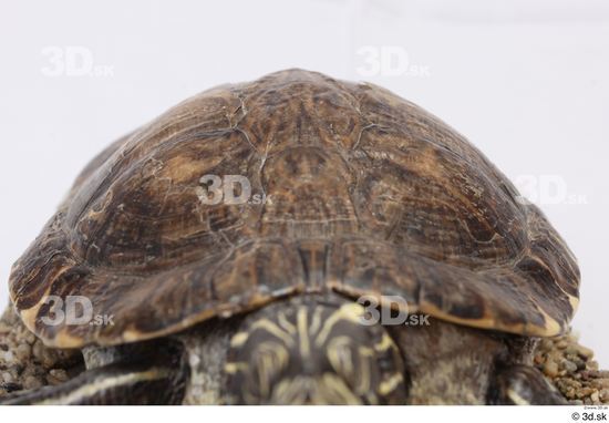 Turtles Animal photo references