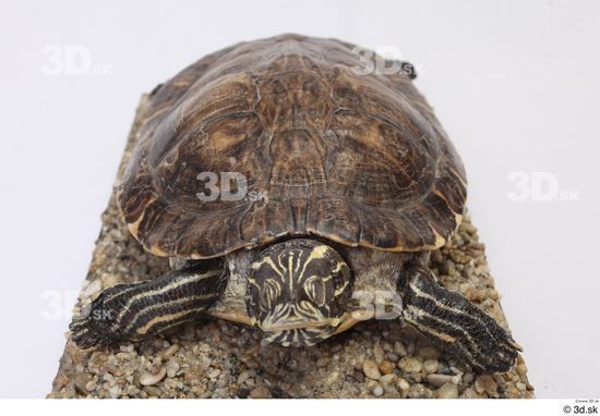 Turtles Animal photo references