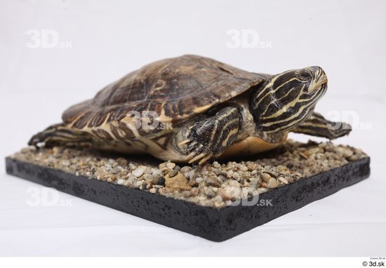 Turtles Animal photo references