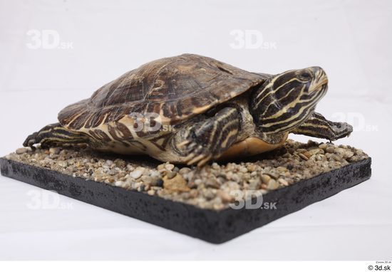 Turtles Animal photo references