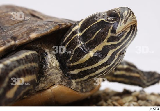 Turtles Animal photo references