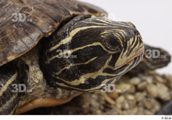 Turtles Animal photo references