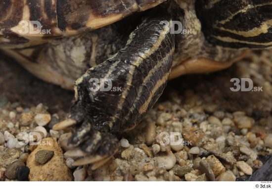 Turtles Animal photo references