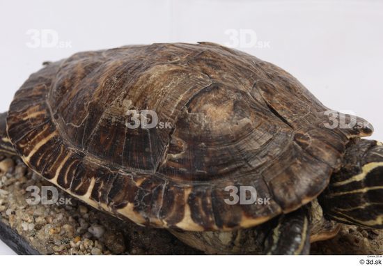 Turtles Animal photo references