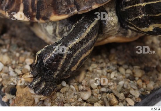 Turtles Animal photo references