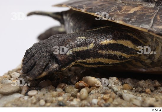 Turtles Animal photo references