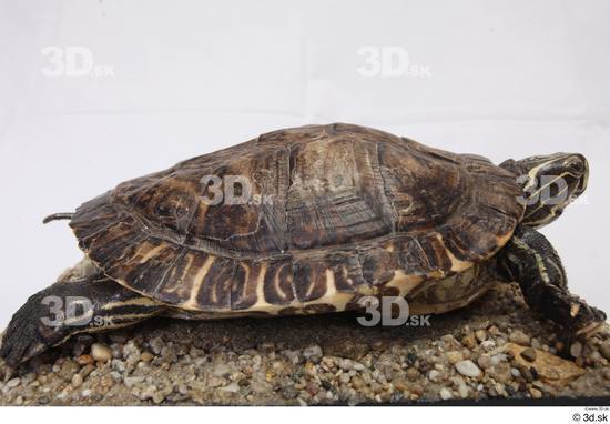 Turtles Animal photo references