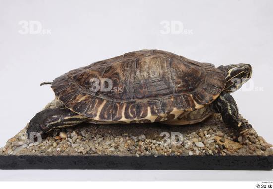 Turtles Animal photo references