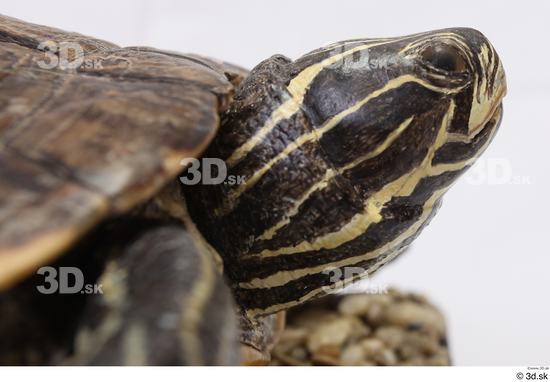 Turtles Animal photo references