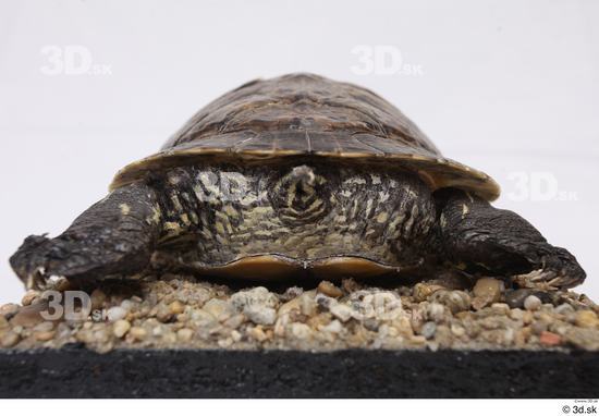 Turtles Animal photo references