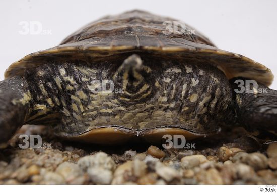 Turtles Animal photo references