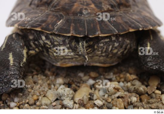 Turtles Animal photo references