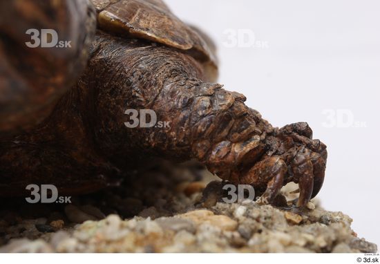 Turtles Animal photo references