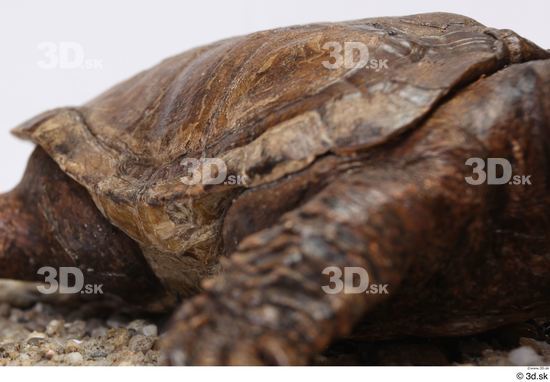 Turtles Animal photo references