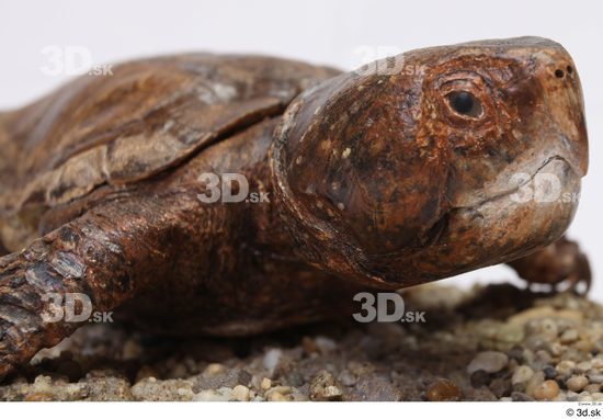 Turtles Animal photo references