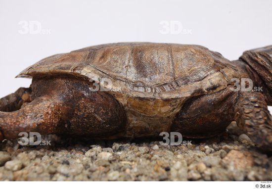 Turtles Animal photo references