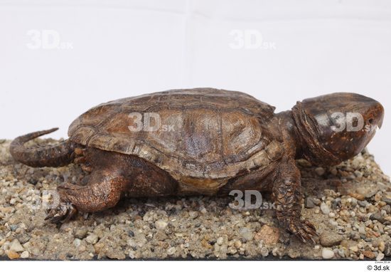 Turtles Animal photo references