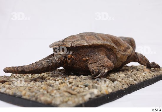 Turtles Animal photo references