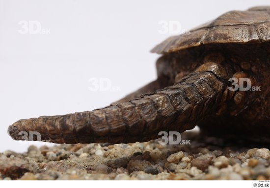 Turtles Animal photo references