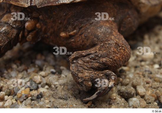 Turtles Animal photo references