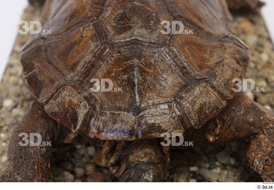 Turtles Animal photo references