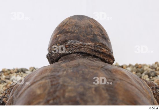 Turtles Animal photo references