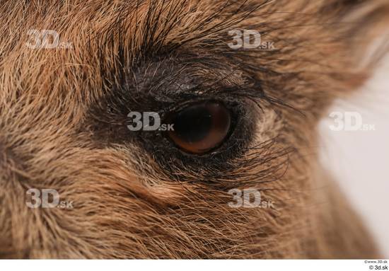 Eye Pig Animal photo references