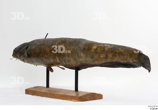 Whole Body Fish Animal photo references