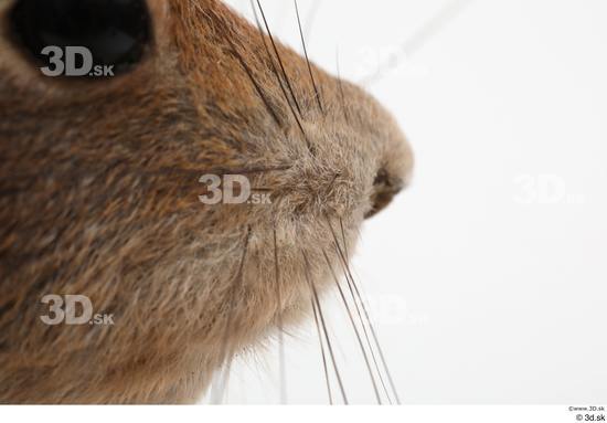 Nose Squirrel Animal photo references