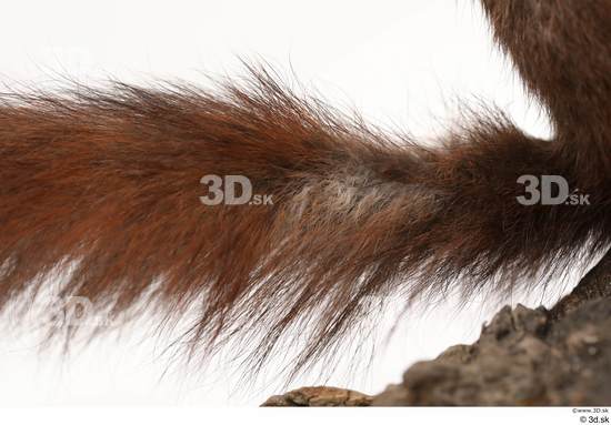 Foot Tail Squirrel Animal photo references