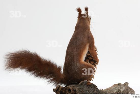 Whole Body Squirrel Animal photo references