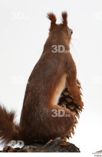 Whole Body Squirrel Animal photo references