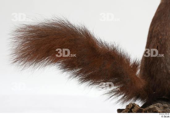 Tail Squirrel Animal photo references