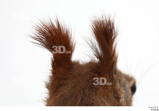 Ear Squirrel Animal photo references